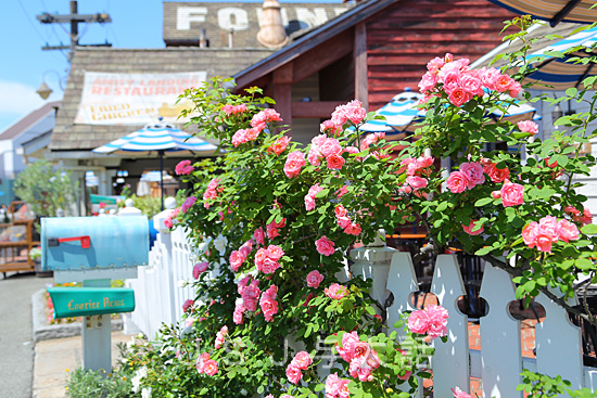 バラが見ごろになりました