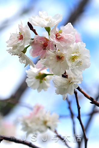 USJで冬に咲く桜
