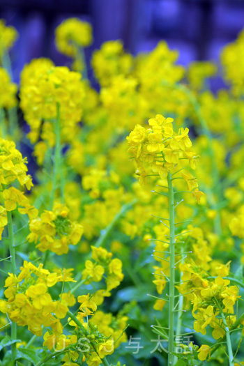 ディズニーシー